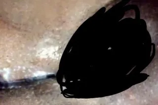 come splash in this thick clap... - Image 3