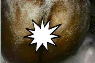 EARLY MORNING EXTRAVAGANZA - Image 6