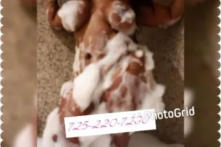 δiℳpℓy 🥀💕💦🍆💦aℳaZinG 💗💗FℓirTy 💯💦💦 uℓtiℳαtε playmate💗 - Image 7