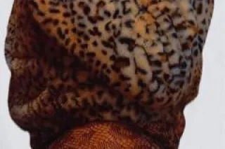 🚗/out ready also FS and conten... - Image 3