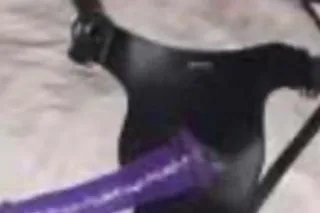 sugarhotmouth - 48 - Image 1