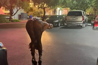 Come Play With Me 💦🐱 - Image 6