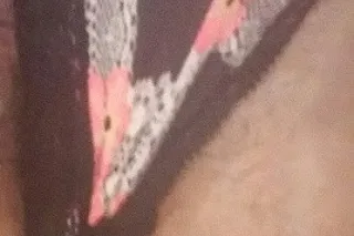 sexy fun Gorda - Image 6