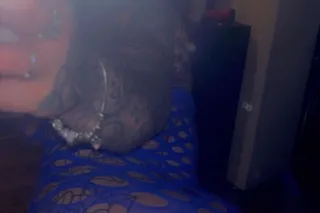 your new favorite 😻💦 LIVONIA a... - Image 3