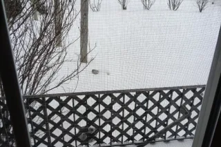 SNOW STORM CLOSURE !!! - Image 10