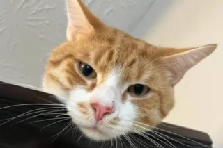 NO DEPOSIT 100%REAL !THE HEAD ... - Image 3