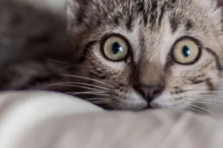 SHE'S HERE 😜NO DEPOSIT 100%REA... - Image 2