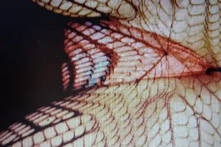 Nuru specials & 2 Girl specials - Image 8