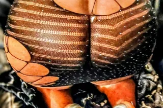 #1 THE ONLY A1/Sx4 HEADliner💦💯... - Image 3