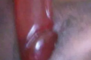 Skillfully Trained Professional - Image 2