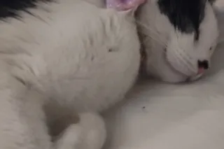 🌸👑🐻Friday Morning Update: Queen Violet & Princess Oreo Bear vs. Eviction (Again) 🌸👑🐻 - Image 7