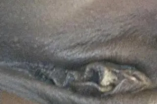 OUTCALLS/CARDATES - Image 2