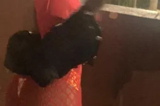 slim thick chochlate throat goat - Image 2