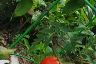 high im MonA - Image 9