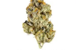 ⛽⛽🌜🌜🌜🌚🌚💨💨🌲🌲🌲🔥Real deal 420 Pressure HMU🌲🌲🌲🔥🌨🌨🌦💨 1Call away - Image 11