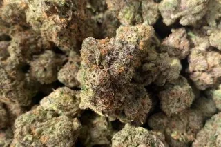 LAST DAY TO PLAY -- Palm Springs - Image 7