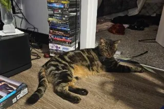 Escort, Assisting you in all y... - Image 3